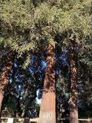 Sequoioideae