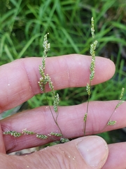 Glyceria elata