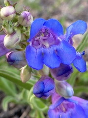 Penstemon glaber
