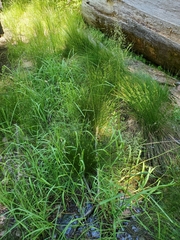Glyceria elata