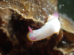 Goniobranchus sinensis