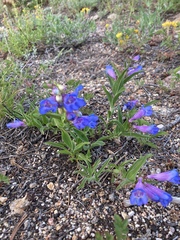 Penstemon glaber
