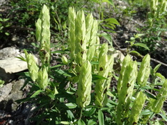 Yeatesia platystegia