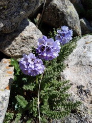 Polemonium confertum