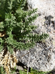 Polemonium confertum