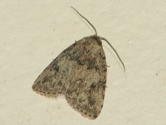 Tolpia conscitulana