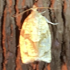 Cenopis reticulatana