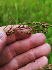 Rhynchospora inexpansa