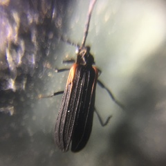 Greenarus thoracicus