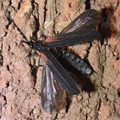 Greenarus thoracicus