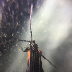 Greenarus thoracicus