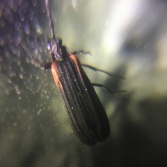 Greenarus thoracicus