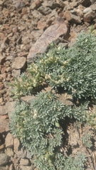 Cusickiella douglasii