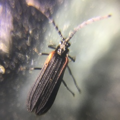 Greenarus thoracicus