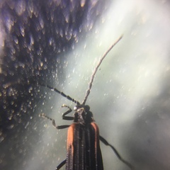 Greenarus thoracicus