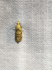 Phtheochroa vitellinana
