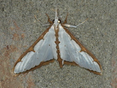 Cirrhochrista aetherialis