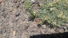 Cusickiella douglasii