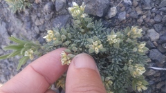 Cusickiella douglasii