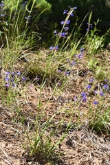 Penstemon attenuatus