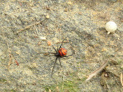 Latrodectus curacaviensis