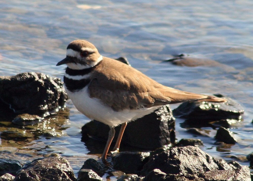 Killdeer Range Killdeer (Don Edwards San Francisco Bay National Wildlife Refuge ...