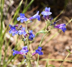 Penstemon attenuatus