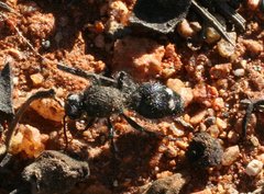 Ephutomorpha depressa