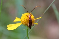 Strangalia sexnotata