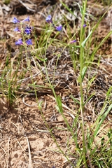 Penstemon attenuatus