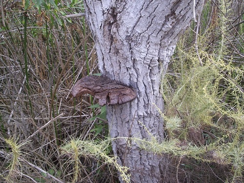 iNaturalist observation photo of Shelf Fungi