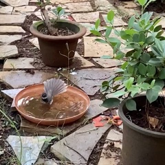 Rhipidura albogularis