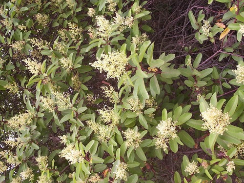 iNaturalist observation photo of laurel sumac