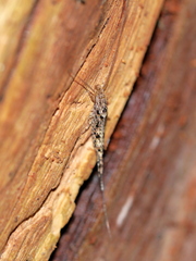 Machiloides