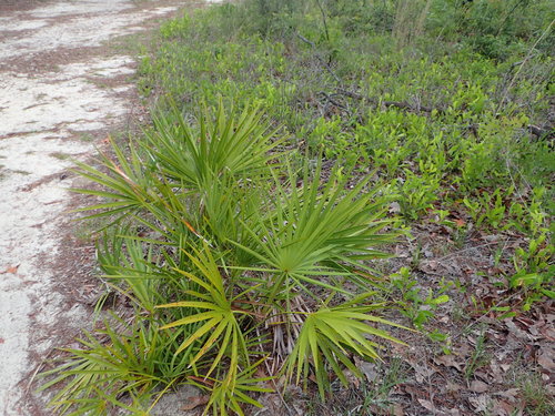 saw palmetto