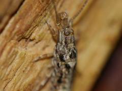 Machiloides
