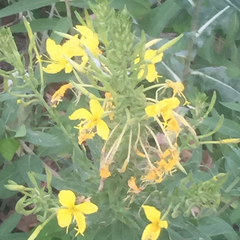 Oenothera rhombipetala