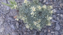 Cusickiella douglasii