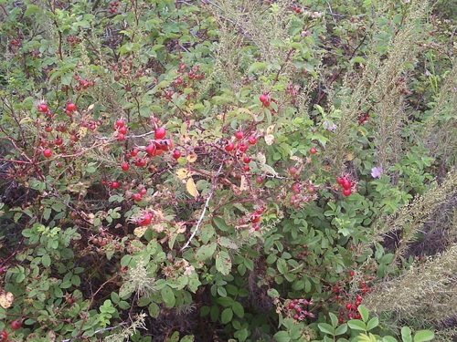 iNaturalist observation photo of California Wild Rose