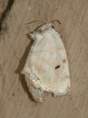 Niphopyralis chionesis