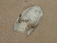 Niphopyralis chionesis