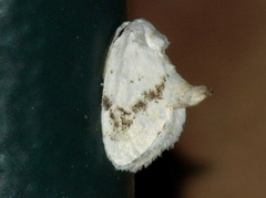 Niphopyralis chionesis