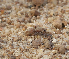 Ephutomorpha fulvocrinita