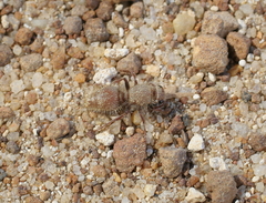 Ephutomorpha fulvocrinita