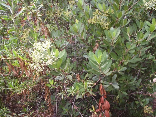 iNaturalist observation photo of Toyon