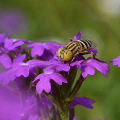Eristalinus megacephalus