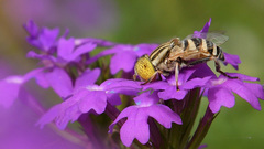 Eristalinus megacephalus