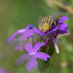 Eristalinus megacephalus