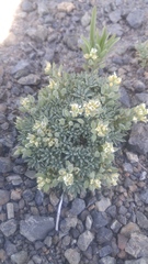 Cusickiella douglasii