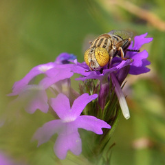 Eristalinus megacephalus